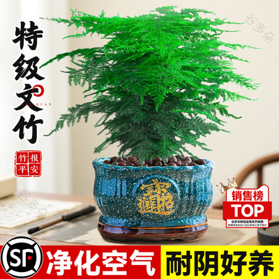 特级大盆文竹盆栽室内好养绿植物