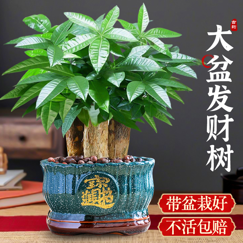 【官方推荐】特级发财树盆栽好养
