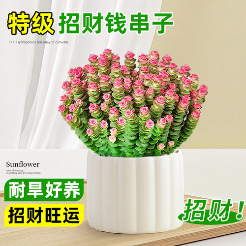 钱串子盆栽绿植室内桌面多肉植物