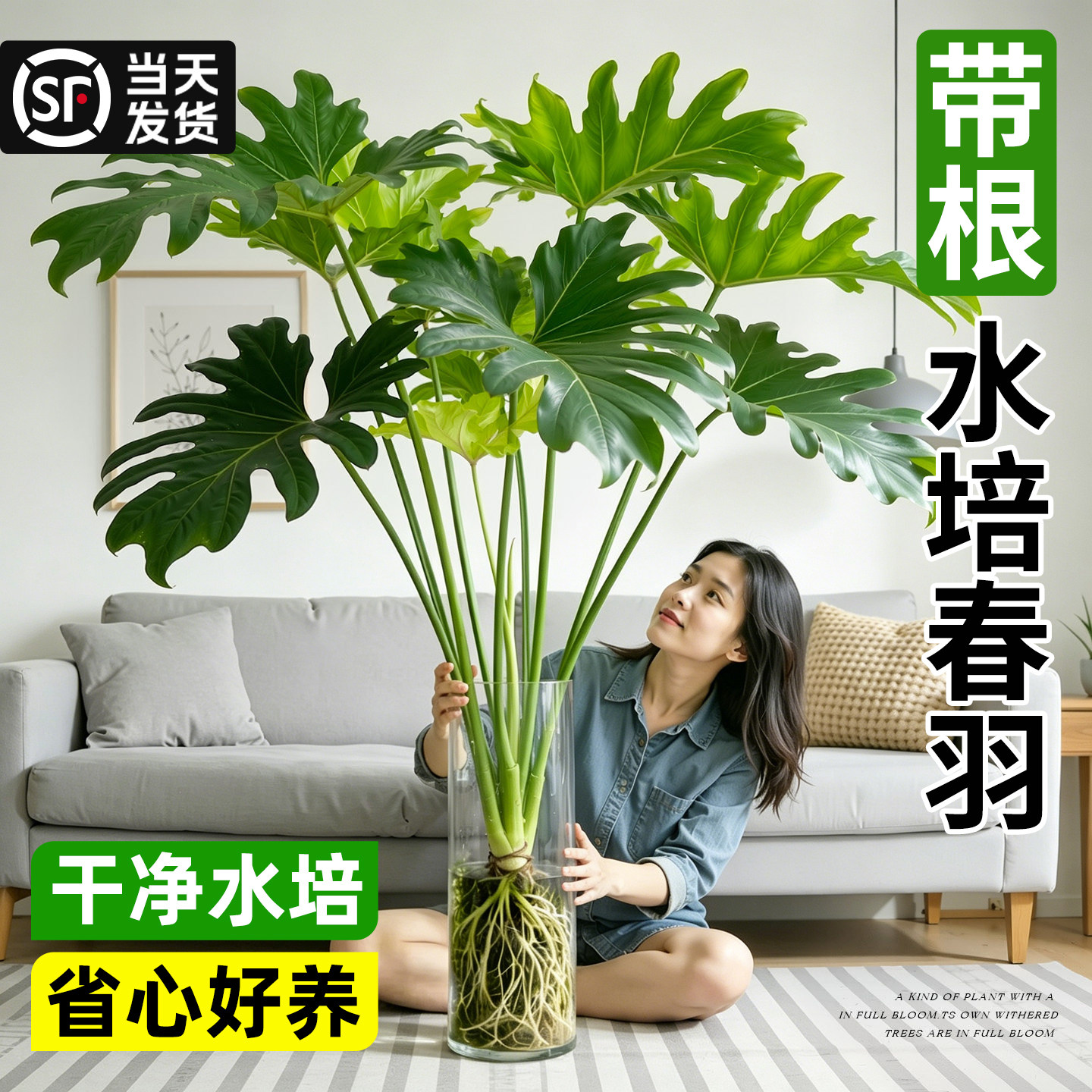 水培带根春羽绿植盆栽室内桌面植物花卉水养小天使耐阴四季好养活