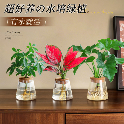 【水培好养绿植】办公桌春羽盆栽