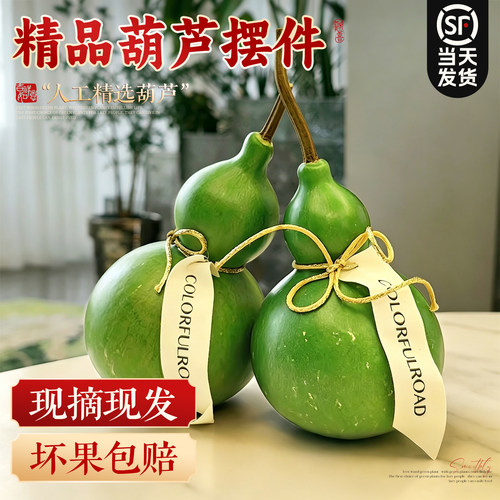 【翡翠绿葫芦】水培佛手柑观赏果