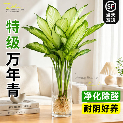 【净化除醛】水培万年青绿植盆栽