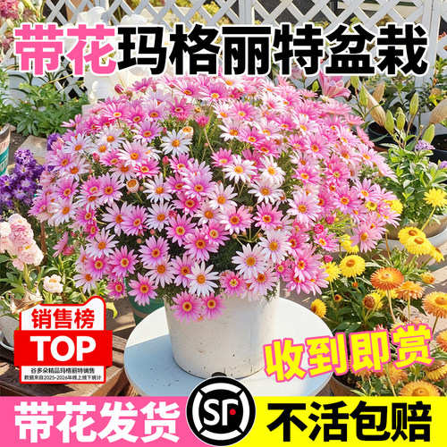 【带花发货】玛格丽特盆栽植物花