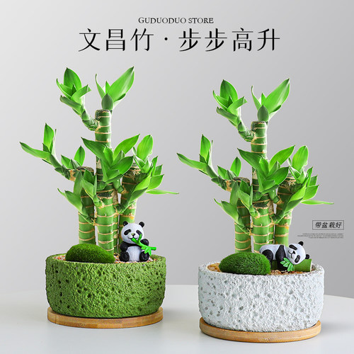 文昌竹4枝金榜题名富贵竹绿植物