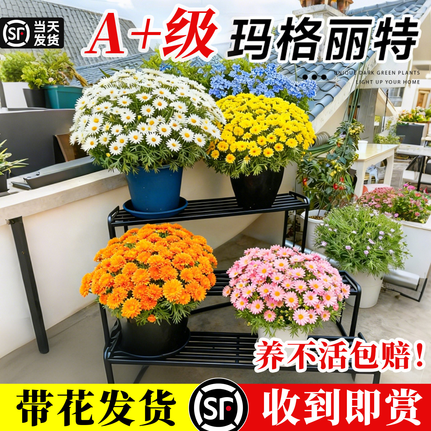 玛格丽特带花盆栽小雏菊糖果花苗室内外阳台花卉绿植好养四季开花