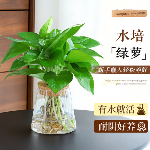 【净化空气】水培绿萝箩植物盆栽