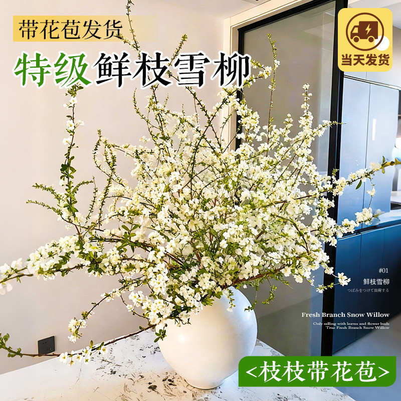 【带花雪柳鲜枝】水培绿植花卉