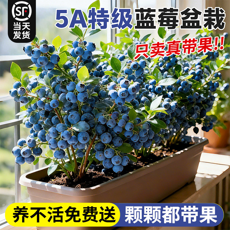 特级带果蓝莓树盆栽发货室内外阳台耐寒全国可养蓝梅苗四季可结果