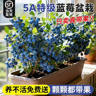特级带果蓝莓树盆栽发货室内外阳台耐寒全国可养蓝梅苗四季可结果