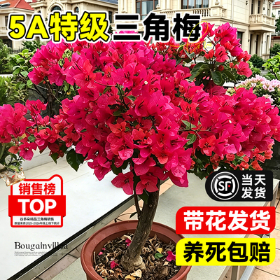 带花三角梅盆栽老桩绿植阳台花卉