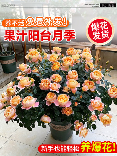 带花果汁阳台月季花苗盆栽带花苞四季常青花卉阳台玫瑰蔷薇花灌木