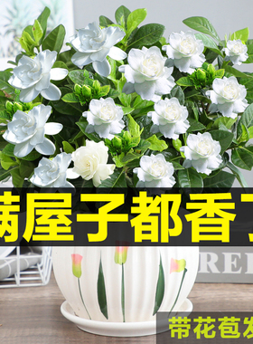 栀子花盆栽花卉植物室内带花苞枝枝花绿植浓香阳台多季开花好养