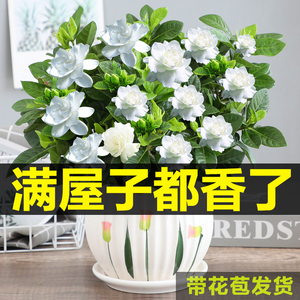 栀子花盆栽花卉植物室内带花苞枝枝花绿植浓香阳台四季开花好养