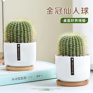仙人球小盆栽植物室内客厅办公室好养活四季 常青桌面绿植清新空气