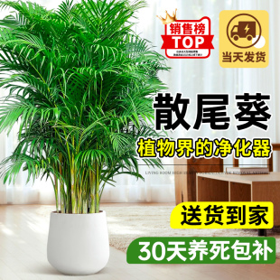 常青好养富贵椰子花卉 散尾葵盆栽室内大型绿植凤尾竹客厅植物四季