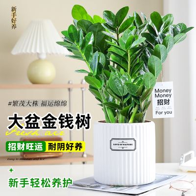 金钱树盆栽室内客厅大盆绿植招财钱串子摆件好养易活四季常青植物