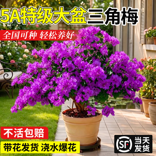 【老桩带花】特级三角梅有水爆花