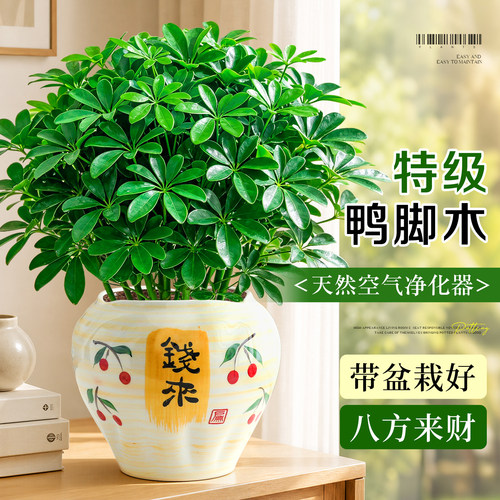 【耐阴好养】鸭脚木盆栽招财旺宅