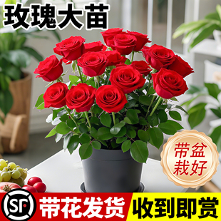 红玫瑰花苗多季 花树苗盆栽花卉绿植物老桩 开花带花苞果汁阳台月季