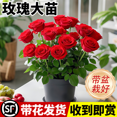红玫瑰花苗多季开花卉阳台绿植物