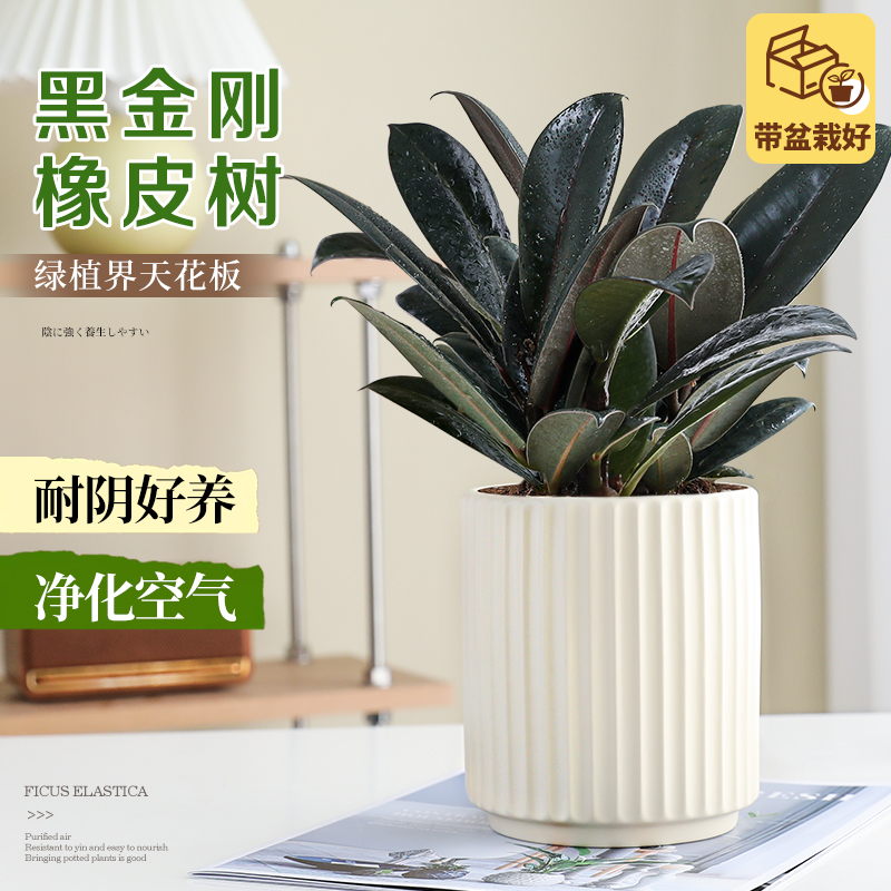 黑金刚橡皮树盆栽室内除醛绿植