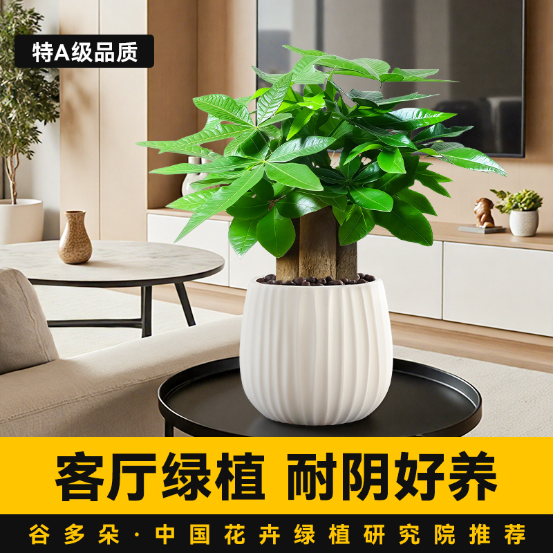 客厅绿植发财树盆栽室内招财旺宅