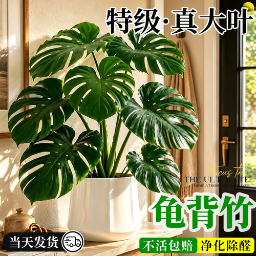 【大叶开背】老桩龟背竹好养除醛