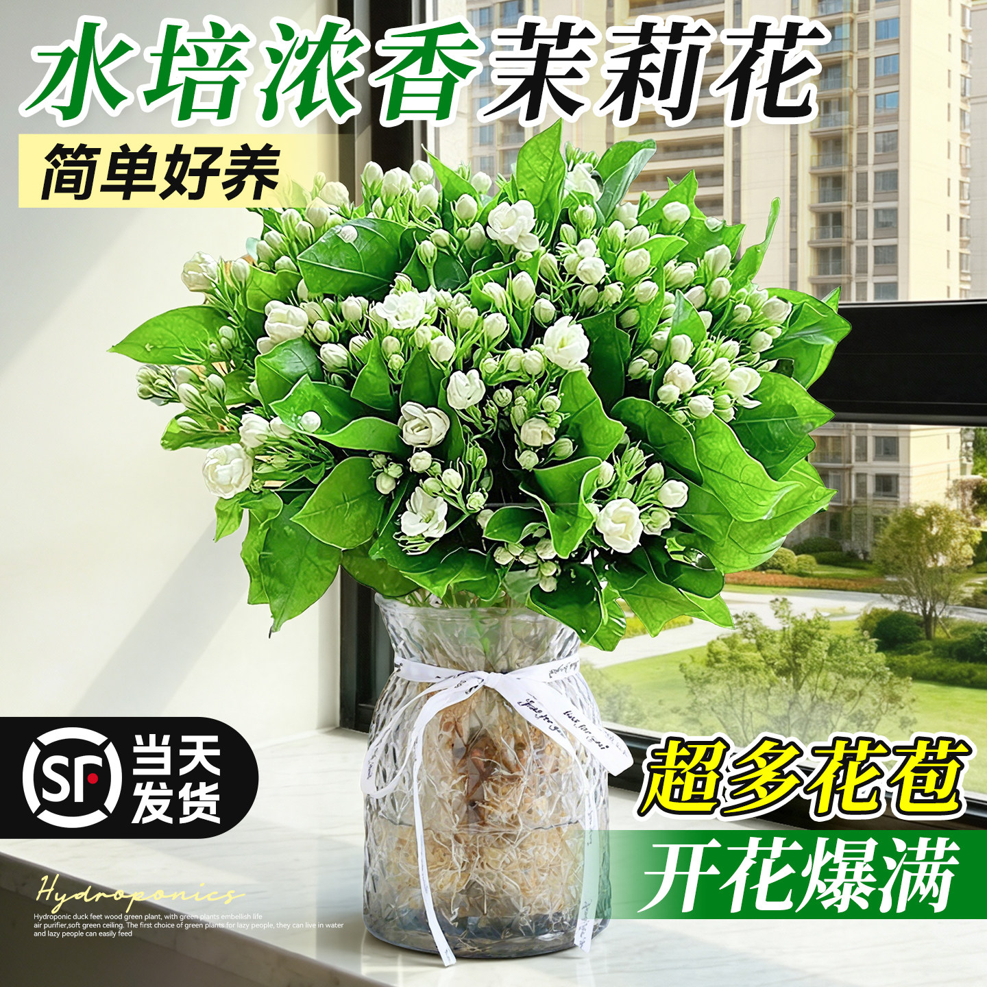 水培茉莉花植物盆栽懒人绿植办公室内桌面鲜花好养花卉水养九里香
