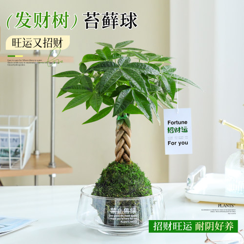 苔藓球水培发财树盆栽好养绿植