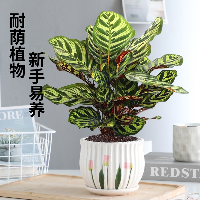 孔雀竹芋盆栽花卉办公室内好养植物净化空气四季长青客厅桌面绿植,鲜花速递/花卉仿真/绿植园艺,绿植,淘宝优惠券,粉丝福利购,淘宝优惠卷