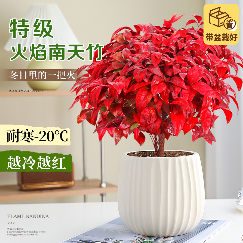 火焰南天竹红叶盆栽绿植四季好养