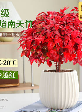 火焰南天竹红叶盆栽绿植四季观叶室内桌面摆件阳台好养活耐寒植物