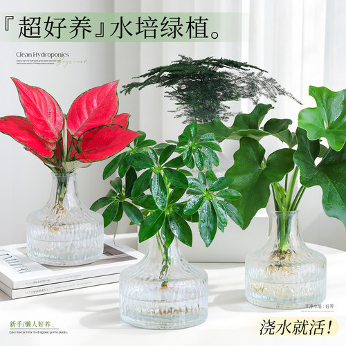 【办公桌好养绿植】招财文竹摆件