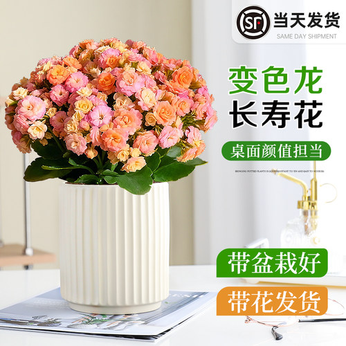 长寿花盆栽重瓣大花室内阳台花卉