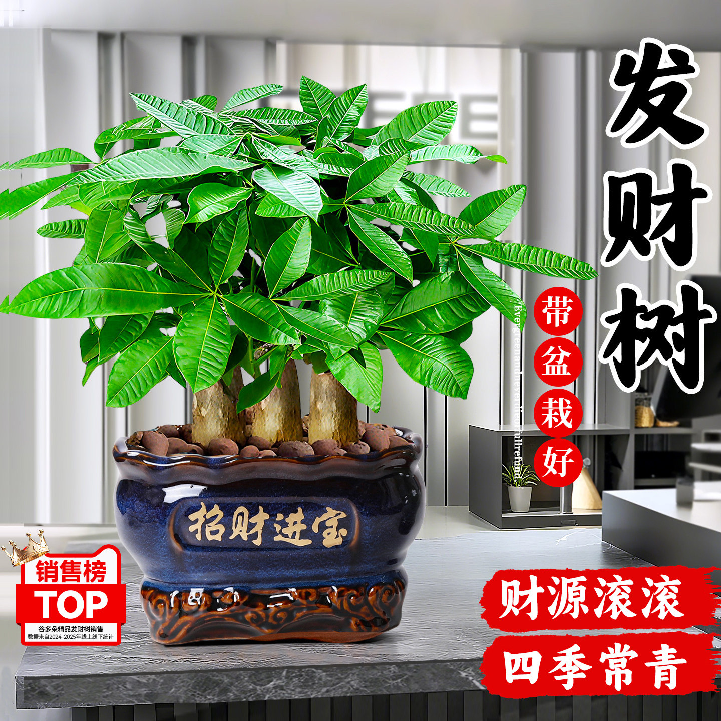大盆三杆发财树绿植客厅旺宅盆栽四季常青开业招财植物盆景好养活