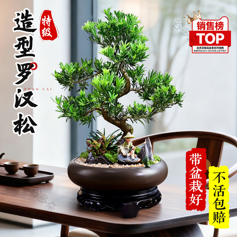 造型罗汉松盆景老桩室内客厅绿植