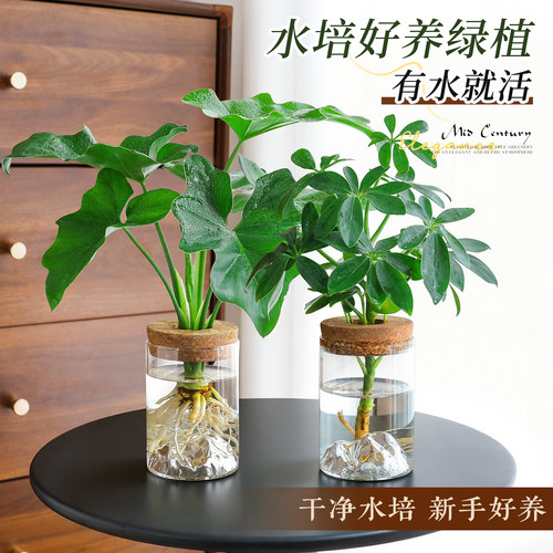 【水培好养植物】中古摆件小绿植
