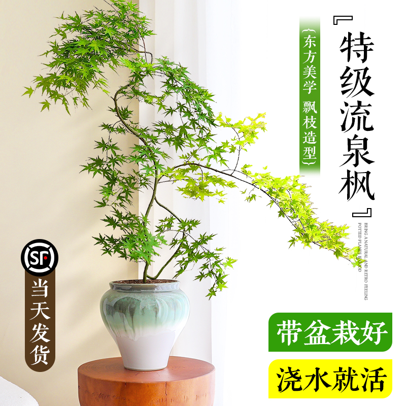 流泉枫造型盆栽室内客厅花卉好养