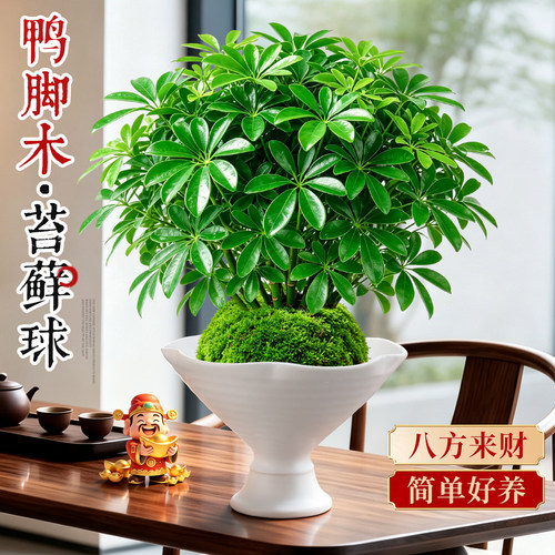 【热销10w+】鸭脚木苔藓球除甲醛