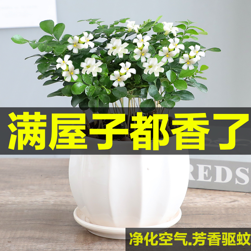 九里香盆栽驱蚊植物室内浓香花卉盆景老桩四季未带花苞绿植好养活