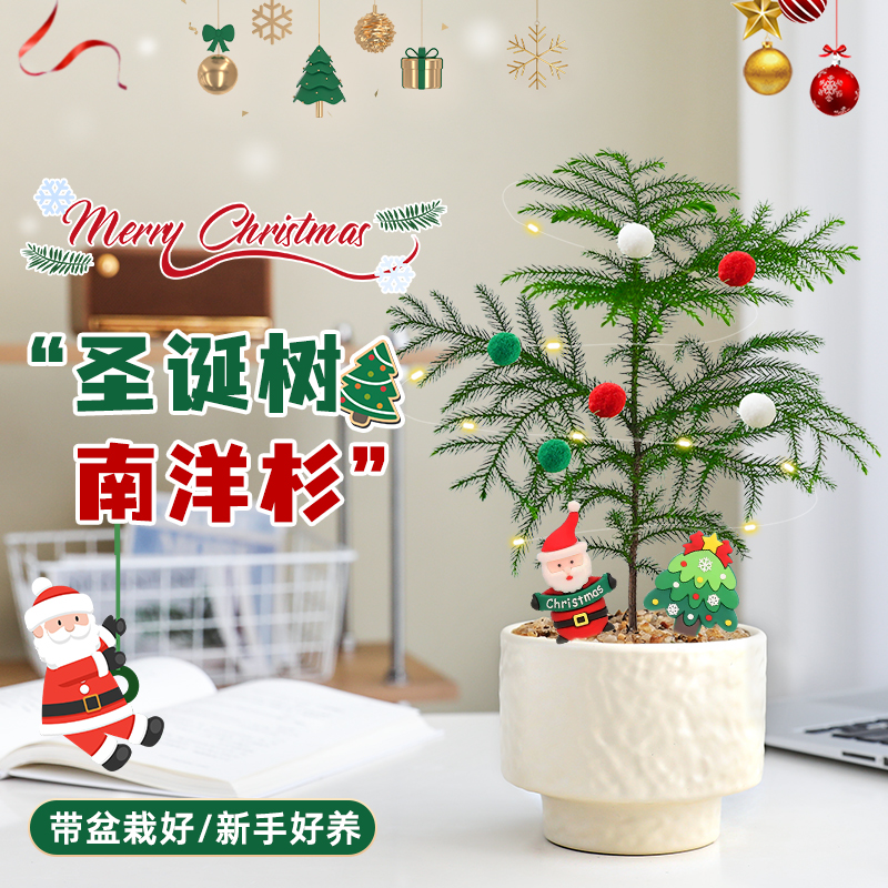 【圣诞树绿植物】南洋杉盆栽花卉