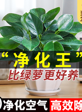 金钻盆栽绿植大盆绿萝除室内甲醛植物花卉水培办公室净化空气好养