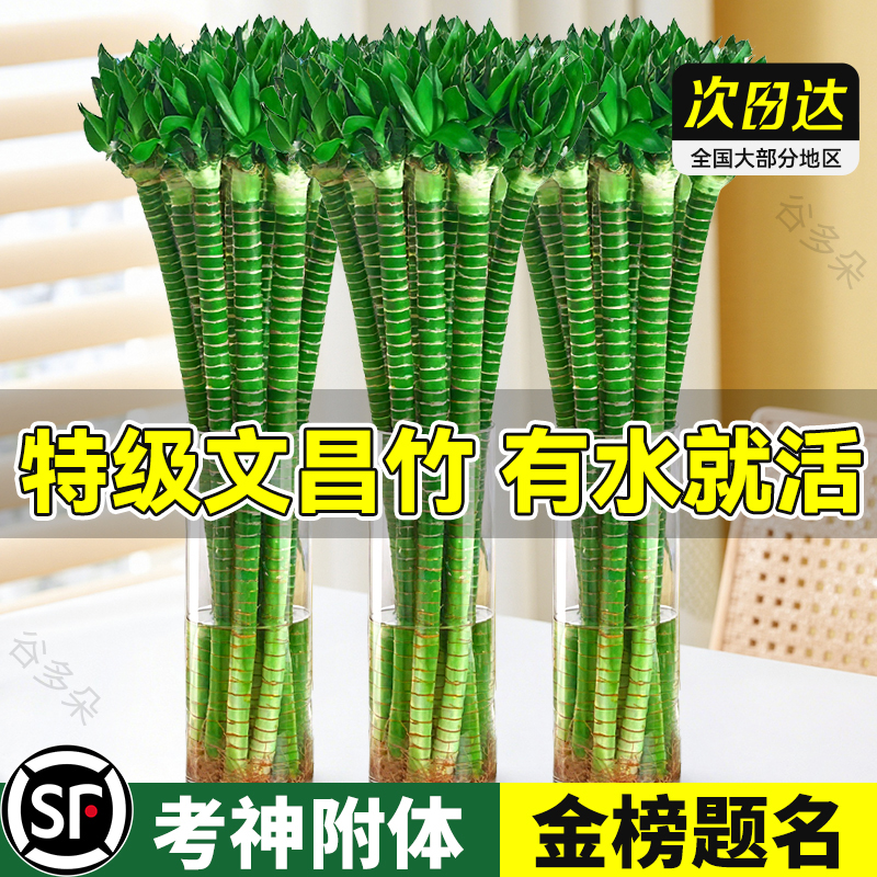 水培龙竹4枝金榜题名文昌竹