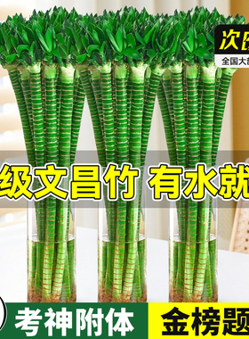 水培龙竹带根文昌竹4枝金榜题名富贵竹步步高室内招财桌面绿植物