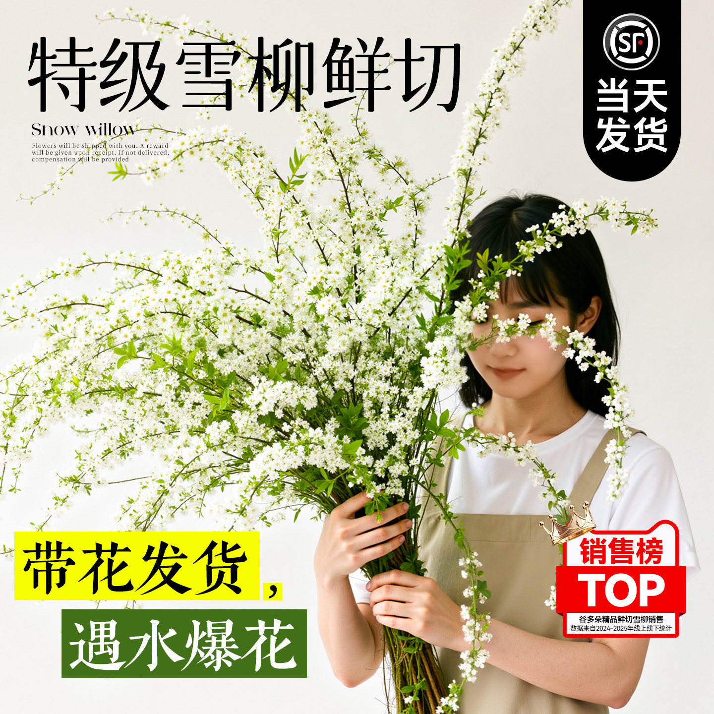 【带花苞】鲜枝雪柳水培绿植花卉
