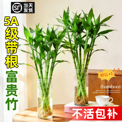 富贵竹水培植物带根粗杆室内招财