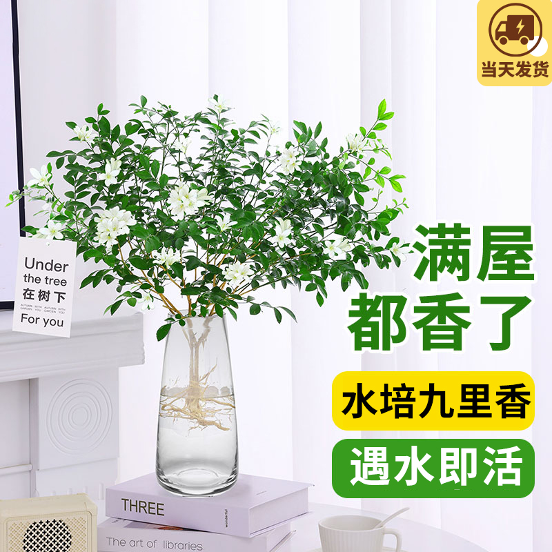 水培九里香植物盆栽懒人绿植办公室内桌面鲜花好养花卉水养茉莉
