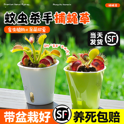 捕蝇草盆栽超大扑蝇草食虫植物