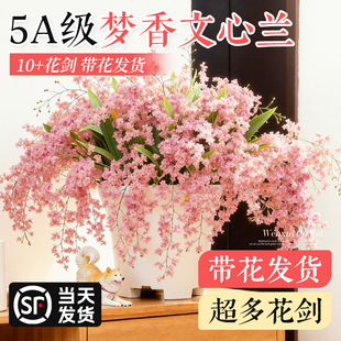 特级大盆梦香文心兰盆栽带花苞室内阳台花卉耐寒绿植开花浓香好养